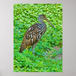 Limpkinの泥地の鳥のプリント ポスター