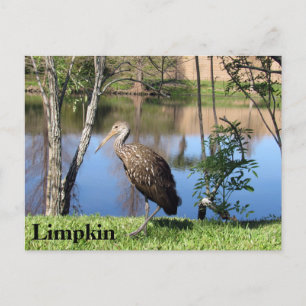 Limpkin – の学はがき – フロリダ ポストカード