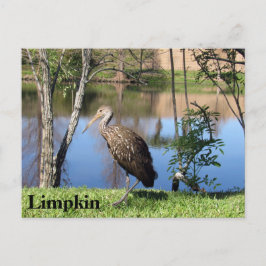 Limpkin – の学はがき – フロリダ ポストカード