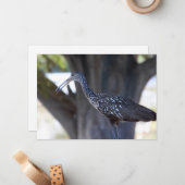 Limpkin ノートカード (正面/裏面インサイチュ)