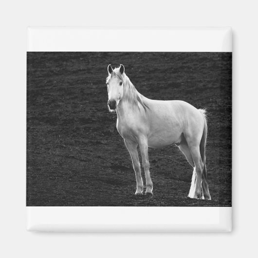 LIN10BW The Stance.tif マグネット (正面)