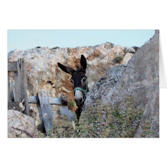 Lindosのろば (正面横)