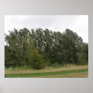 Line of Leanning Trees Landscapeプリント ポスター