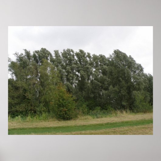 Line of Leanning Trees Landscapeプリント ポスター (正面)