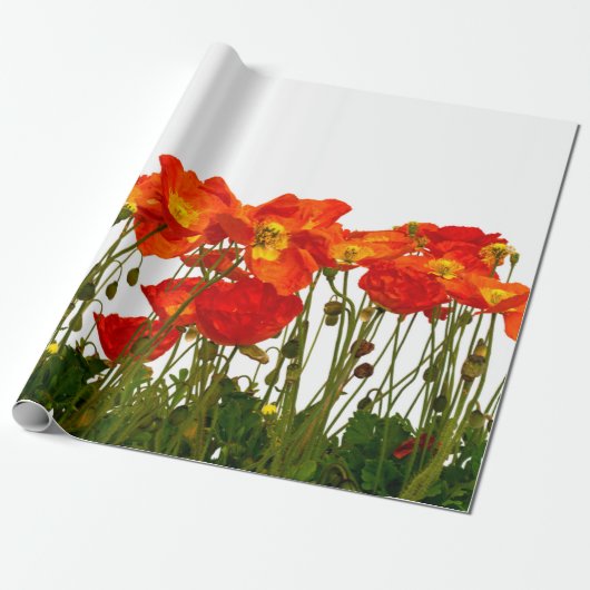 Line of red poppies isolatedart, background, beaut ラッピングペーパー (アンロールド)