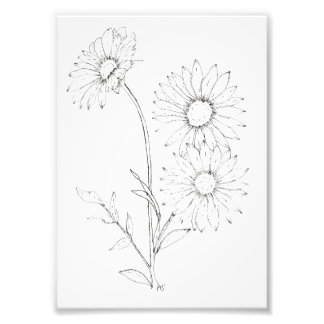 Lines & Petals フォトプリント