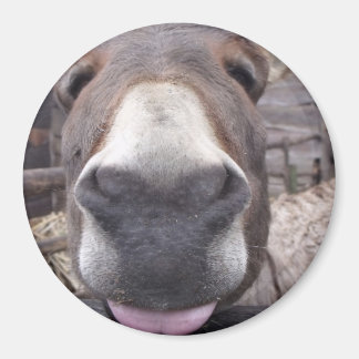 Linha Animal - Arre burriquito マグネット