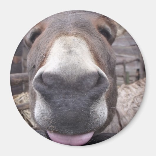 Linha Animal - Arre burriquito マグネット (正面)