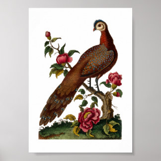 Linnaeus Birds - Chinese Peacock Pheasant ポスター