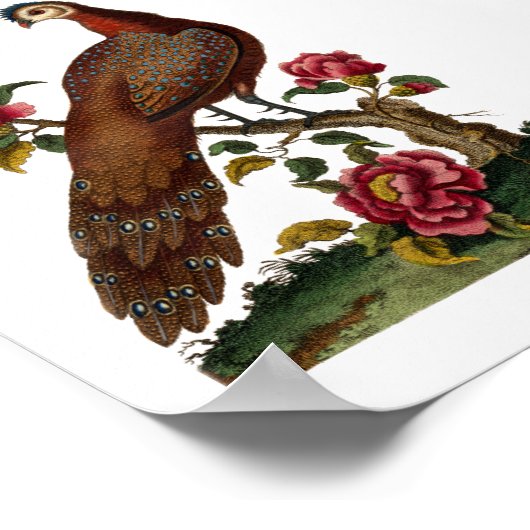 Linnaeus Birds - Chinese Peacock Pheasant ポスター (角)