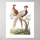 Linnaeus Birds - Chinese Pheasants ポスター (正面)