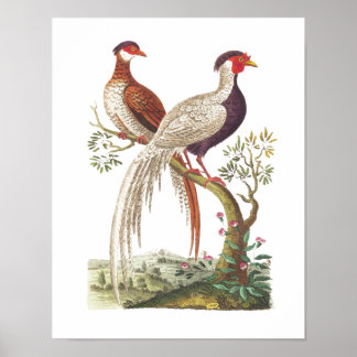 Linnaeus Birds - Chinese Pheasants ポスター