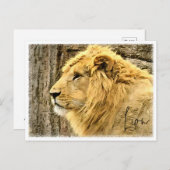 Lion ポストカード (正面/裏面)