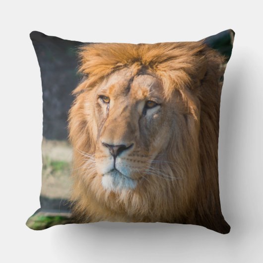 Lion 013 クッション (正面)