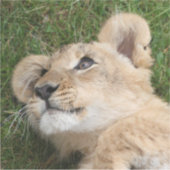 Lion 022 シール (正面)