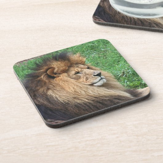 Lion_2015_0701 コースター (左側)