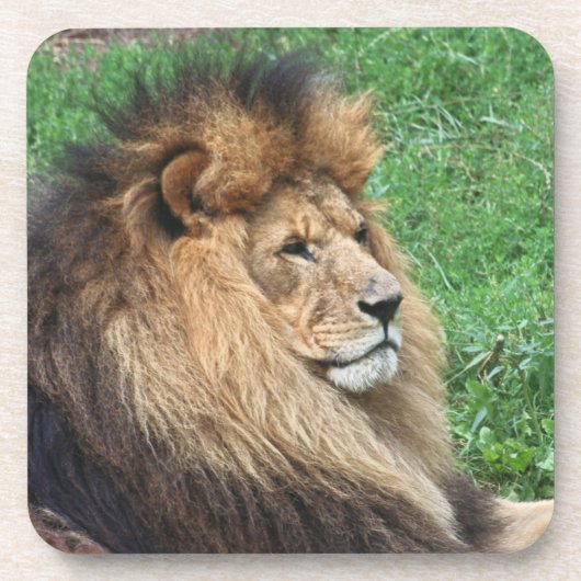 Lion_2015_0701 コースター (正面)