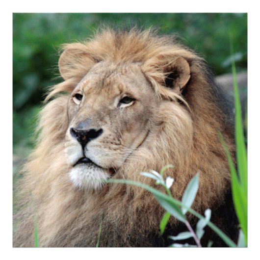 Lion_2015_0801 フォトプリント (正面)