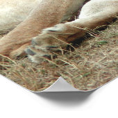 Lion and Lioness Sleeping Poster ポスター (角)