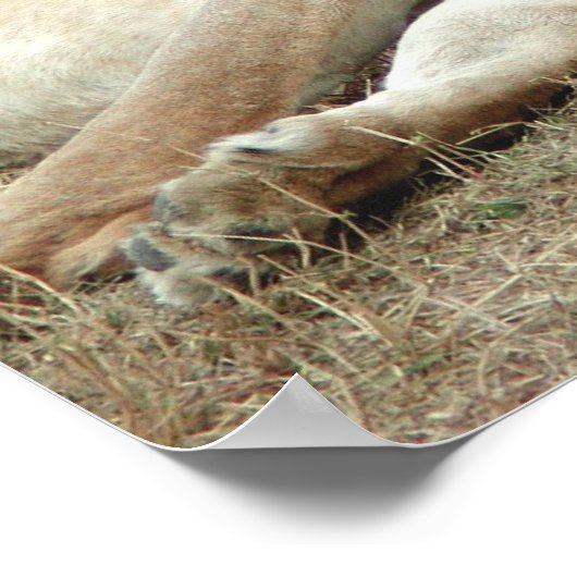 Lion and Lioness Sleeping Poster ポスター (角)