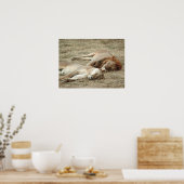 Lion and Lioness Sleeping Poster ポスター (キッチン)