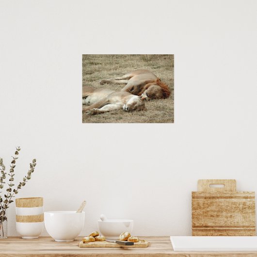 Lion and Lioness Sleeping Poster ポスター (キッチン)