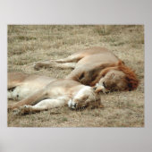Lion and Lioness Sleeping Poster ポスター (正面)