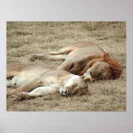 Lion and Lioness Sleeping Poster ポスター