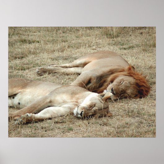 Lion and Lioness Sleeping Poster ポスター (正面)