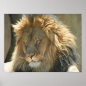 lion at sleep ポスター (正面)