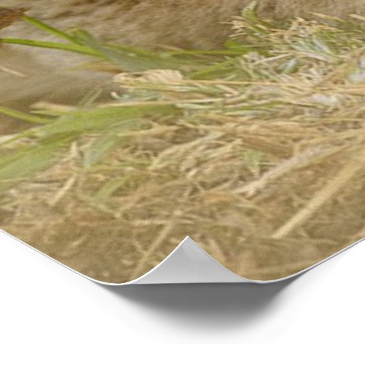 Lion Cub ポスター (角)