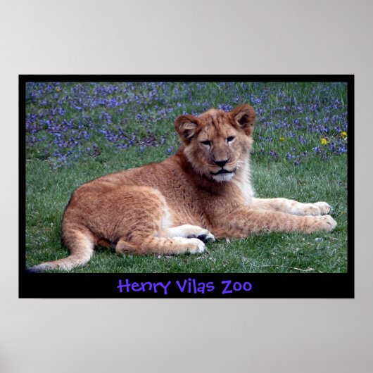 LION CUB ポスター (正面)