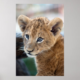 Lion Cub ポスター
