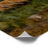 Lion & Lamb in the Roses ポスター (角)