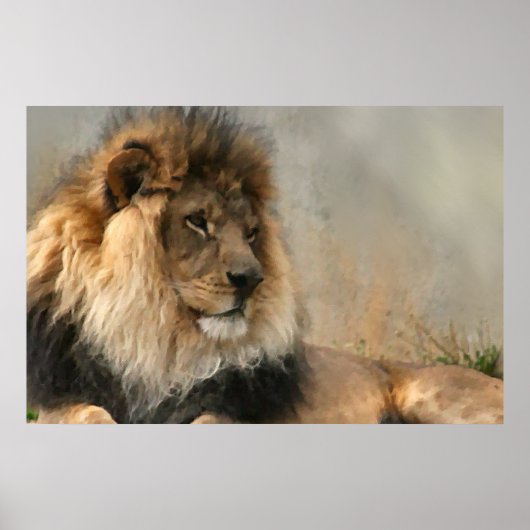 Lion Lovers Lion At Rest ポスター (正面)