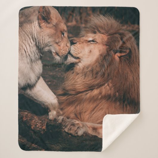 LION LYING ON BROWN ROCK シェルパブランケット (正面)