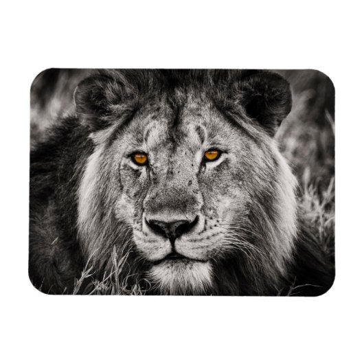 Lion of Judah - Rastafara - Reggae Rasta Magnet マグネット (横)