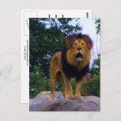 Lion on a Rockポストカード ポストカード (正面/裏面)