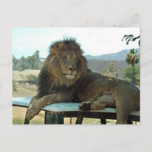 Lion on Carポストカード ポストカード (正面)