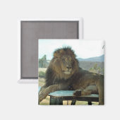 Lion on Car Magnet マグネット (正面/裏面)