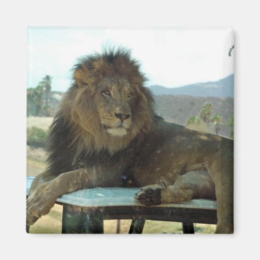 Lion on Car Magnet マグネット (正面)