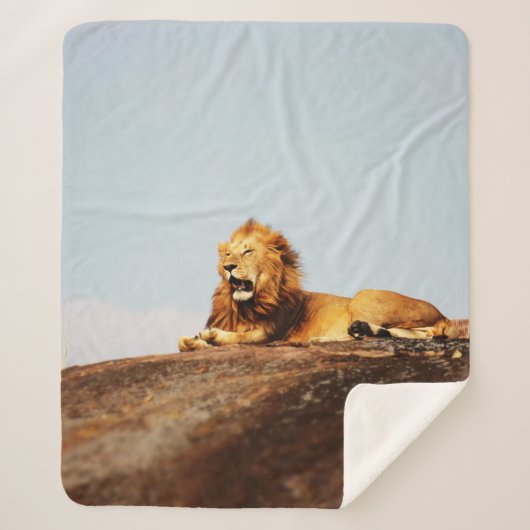 LION ON GROUND DURING DAYTIME シェルパブランケット (正面)