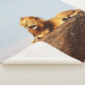 LION ON GROUND DURING DAYTIME シェルパブランケット (3/4)