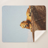 LION ON GROUND DURING DAYTIME シェルパブランケット (正面(横))