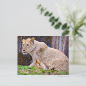 Lion [Postcard] ポストカード (スタンド正面)