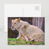 Lion [Postcard] ポストカード (正面/裏面)