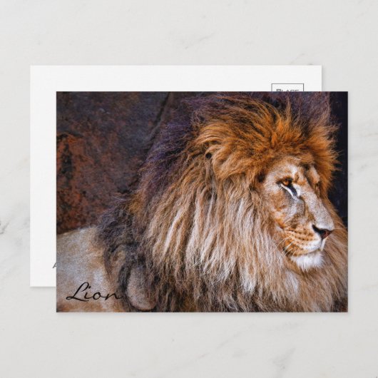 Lion [Postcard] ポストカード (正面/裏面)