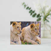 Lion [Postcard] ポストカード (スタンド正面)