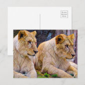 Lion [Postcard] ポストカード (正面/裏面)