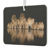 Lion Pride Drinks at the Water Hole at Night カーエアーフレッシュナー (左)